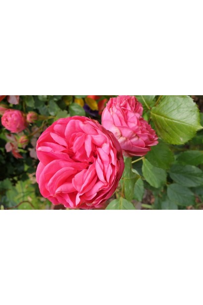 Троянда англійська Happy Piano